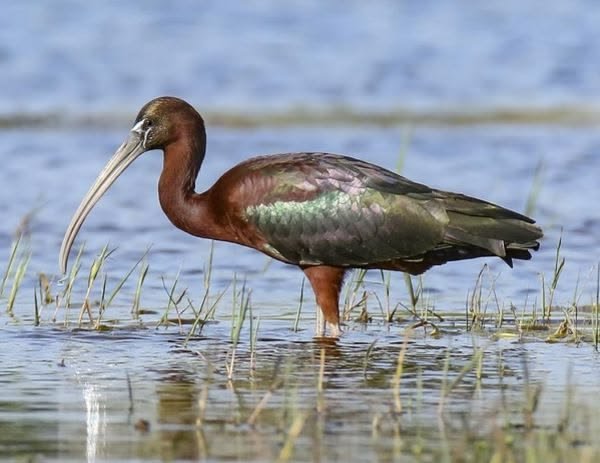 Glossy Ibis